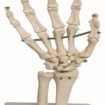 Articulacion de Mano de Tamaño Natural
