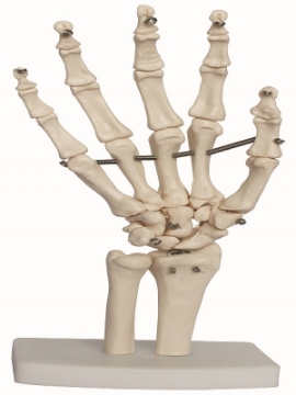 Articulacion de Mano de Tamaño Natural