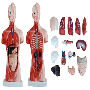 Mini Torso de 26 cm en 15 Partes