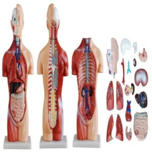 Torso Neutral Unisex de 42 cm en 18 Partes