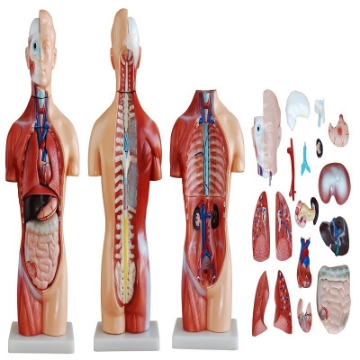 Torso Neutral Unisex de 42 cm en 18 Partes