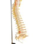 Columna Vertebral de Tamaño Natural