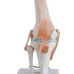 Articulacion de Rodilla con Ligamentos Tamaño Real
