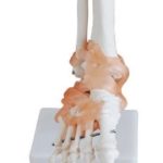 Articulacion de Pie con Ligamentos Tamaño Real