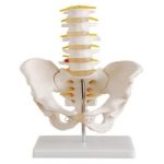 Pelvis con 5 Vertebras Lumbares Tamaño Real