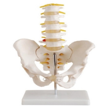 Pelvis con 5 Vertebras Lumbares Tamaño Real