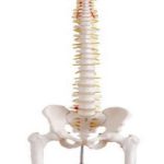 Columna Vertebral con Pelvis y Femur, Tamaño Real
