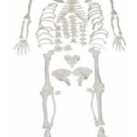 Esqueleto Desarticulado Tamaño Real